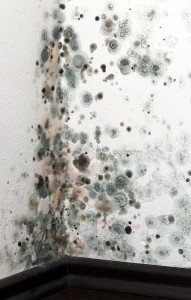 mold-removal-san-marino